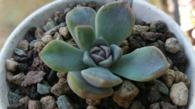 ECHEVERIA "TYNIE BURGER"