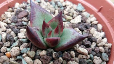 ECHEVERIA agavoides "BAOLIANG"