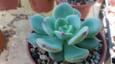 ECHEVERIA "SENSATION" - Зображення 3