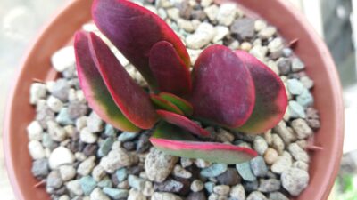 Crassula "CLAVATA" variegata - Зображення 2