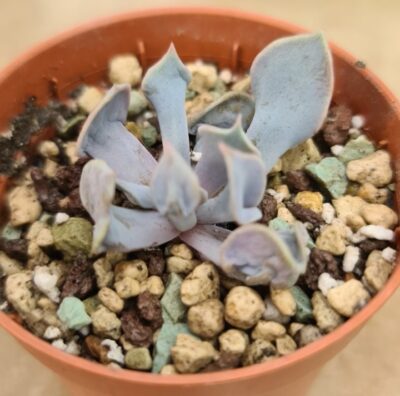 Echeveria "Trumpet Premium"