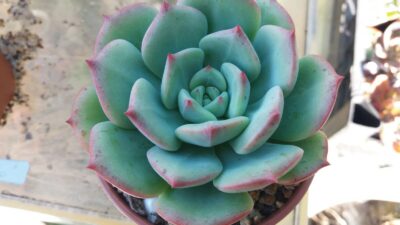 ECHEVERIA "SENSATION" - Зображення 2