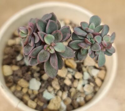 Echeveria "Purple Heart" - Зображення 3
