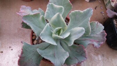 ECHEVERIA "JAPAN MOON RIVER" variegata - Зображення 2