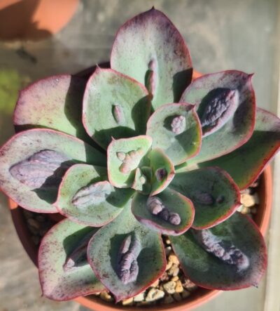 ECHEVERIA "BARON BOLD" - Зображення 2