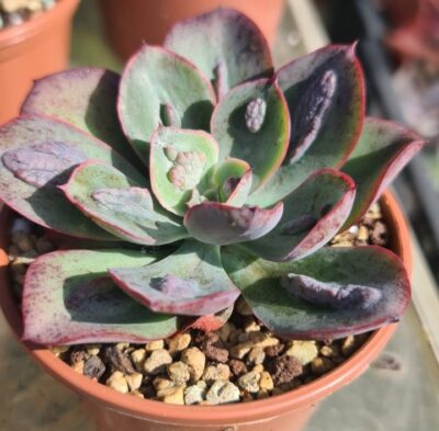 ECHEVERIA "BARON BOLD"