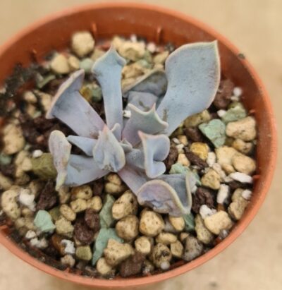 Echeveria "Trumpet Premium" - Зображення 2