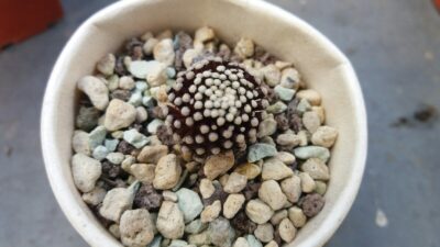 MAMMILLARIA "LUETHYI" - Зображення 4