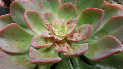 ECHEVERIA "NOBLE"