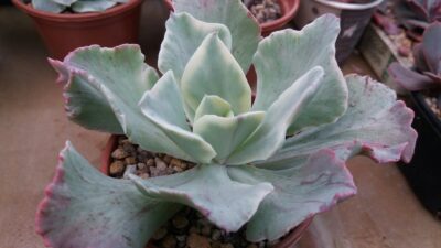 ECHEVERIA "JAPAN MOON RIVER" variegata