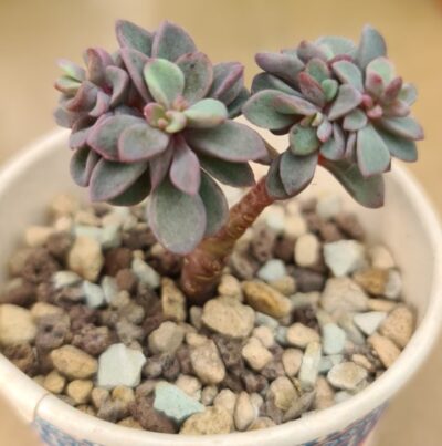 Echeveria "Purple Heart" - Зображення 2