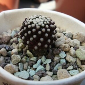 MAMMILLARIA "LUETHYI" | 57