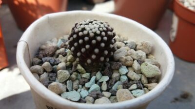 MAMMILLARIA "LUETHYI"