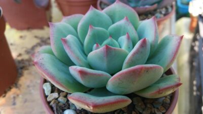 ECHEVERIA "SENSATION"