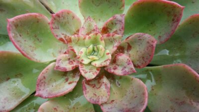 ECHEVERIA "NOBLE" - Зображення 2