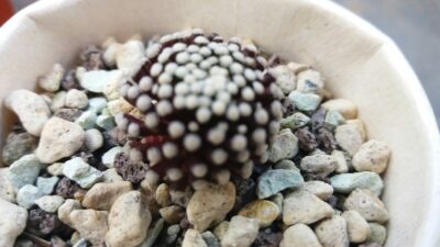 MAMMILLARIA "LUETHYI" - Зображення 2