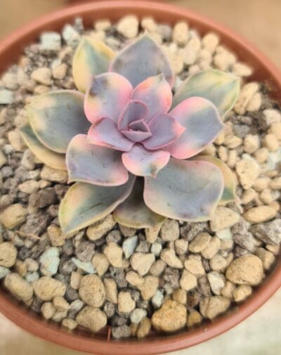 Echeveria "Rainbow" var. - Зображення 3