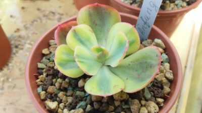 Echeveria “ANFANG” variegata - Зображення 2