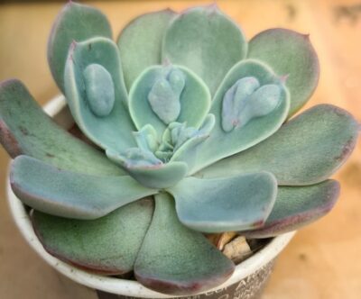 Echeveria "Echeveria Raindrops"