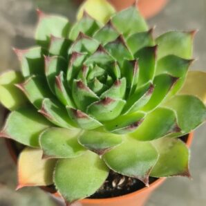 SEMPERVIVUM "TECTORUM"