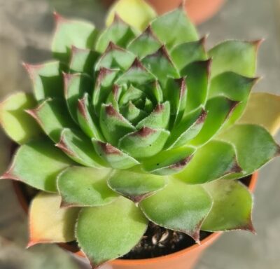 SEMPERVIVUM "TECTORUM"
