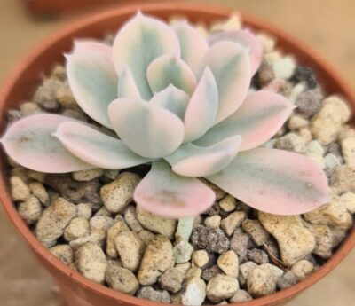 Echeveria "Akaihosi" variegata