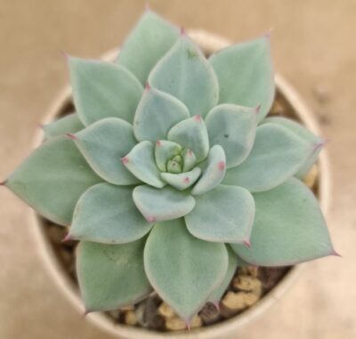 ECHEVERIA "Beatrice" - Зображення 2