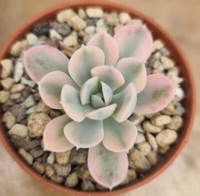 Echeveria "Akaihosi" variegata - Зображення 2