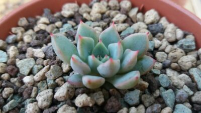 ECHEVERIA "MEXIKENSIS ROSE" - Зображення 2