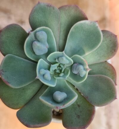 Echeveria "Echeveria Raindrops" - Зображення 3