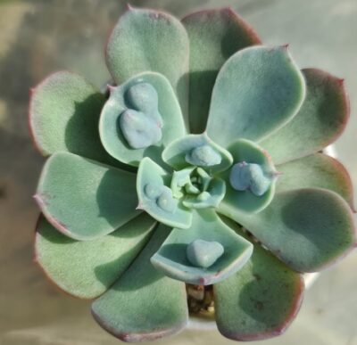 Echeveria "Echeveria Raindrops" - Зображення 2