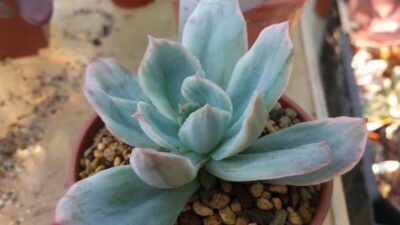 ECHEVERIA "LUELLA" variegata