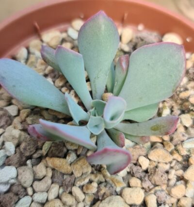 Echeveria "Trumpet Pinky"