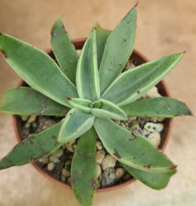 Echeveria "Schaffneri"