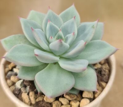 ECHEVERIA "Beatrice"