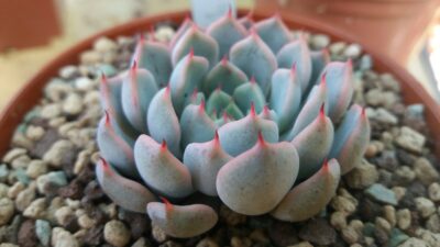 ECHEVERIA "MEXIKENSIS ROSE"
