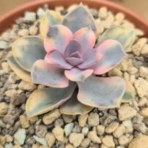 Echeveria "Rainbow" var.