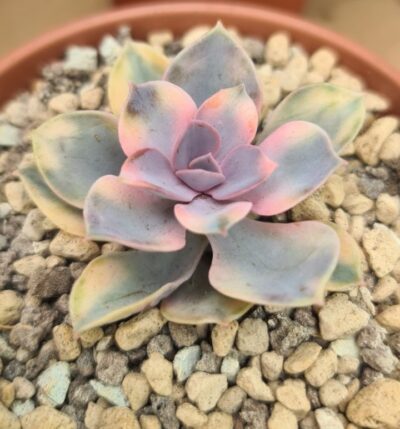 Echeveria "Rainbow" var.