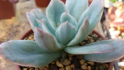 ECHEVERIA "LUELLA" variegata - Зображення 2