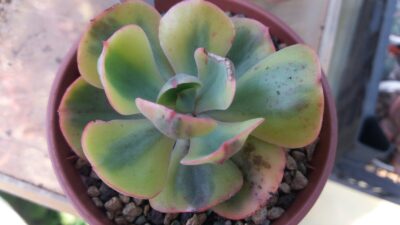 Echeveria “ANFANG” variegata - Зображення 2