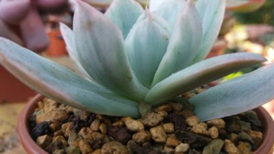 ECHEVERIA "LUELLA" variegata - Зображення 3