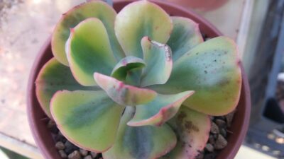 Echeveria “ANFANG” variegata