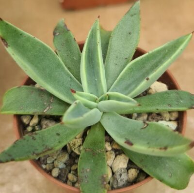 Echeveria "Schaffneri" - Зображення 2