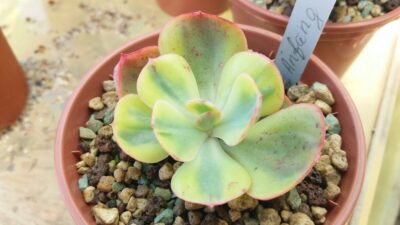 Echeveria “ANFANG” variegata