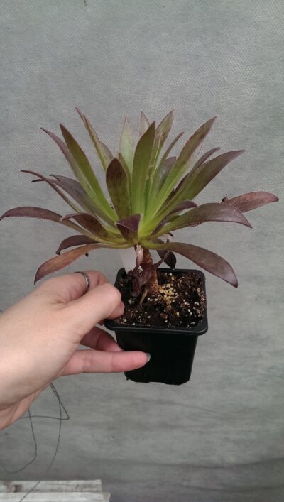 Aeonium Cabernet(син. Fluffy Cabernet ) c/c