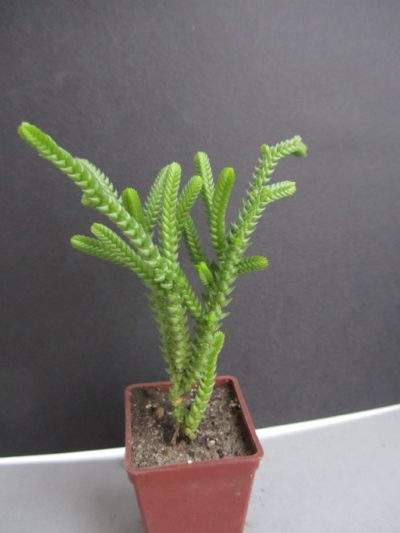 Crassula lycopodioides