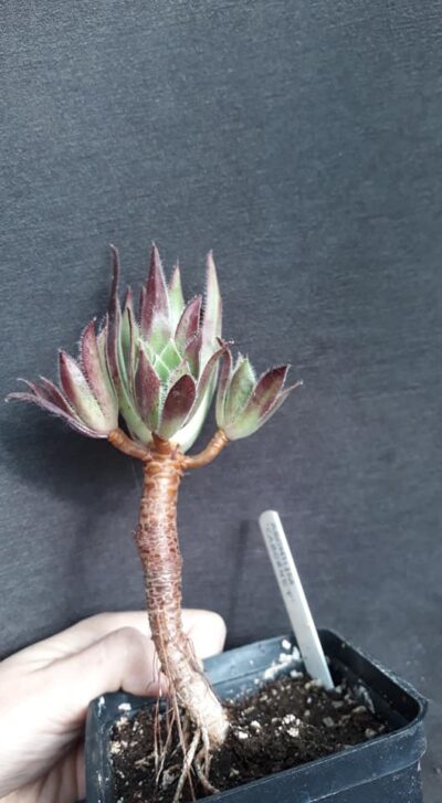 Aeonium Cabernet(син. Fluffy Cabernet ) c/c - Зображення 2