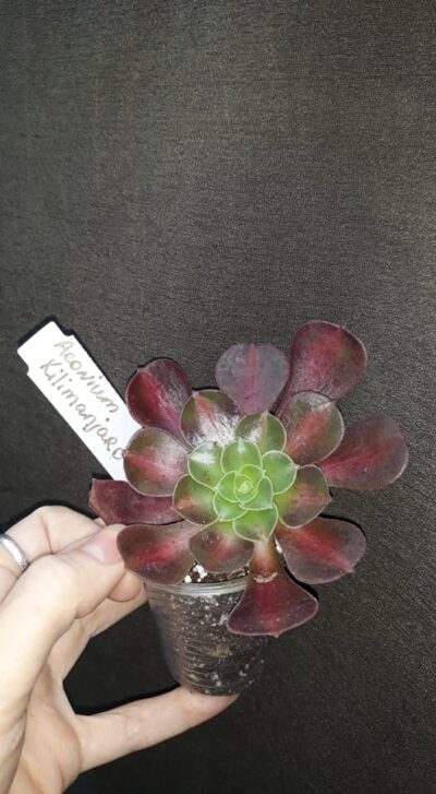 Aeonium 'Kilimanjaro' адаптирован