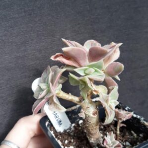 aeonium leucoblepharum Marocco form(compact)