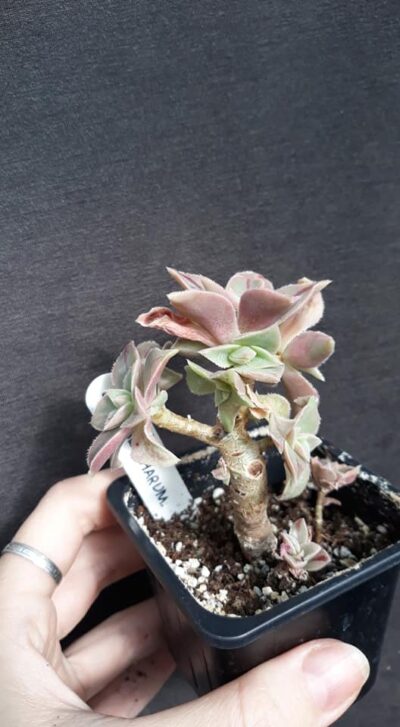 aeonium leucoblepharum Marocco form(compact)